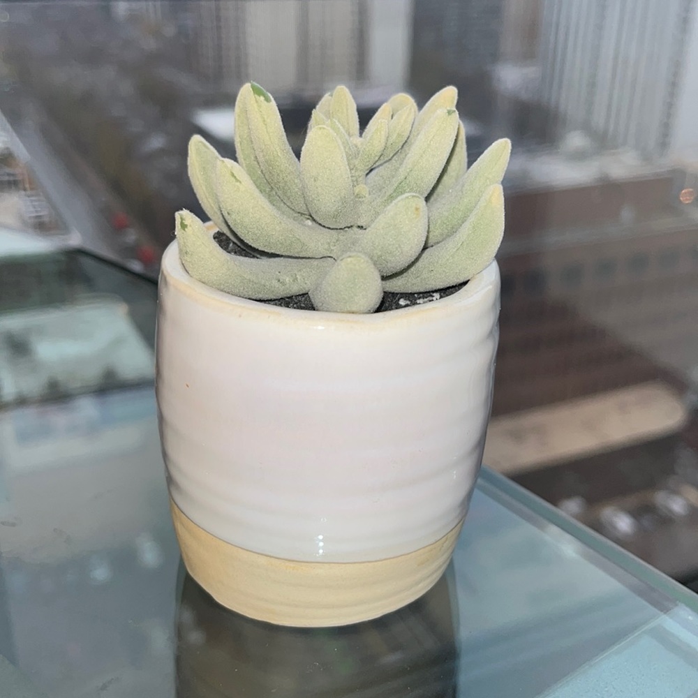 Succulent Plant 🪴